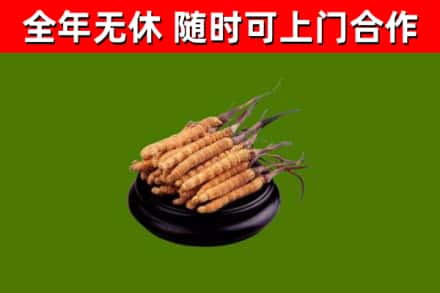 吴川市烟酒回收冬虫夏草.jpg