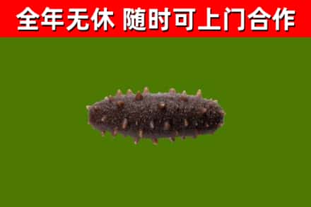 吴川市烟酒回收干海参.jpg